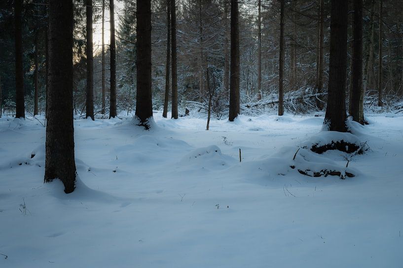 Forest in the snow by Tim Vlielander