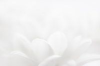 weiße Blütenblätter