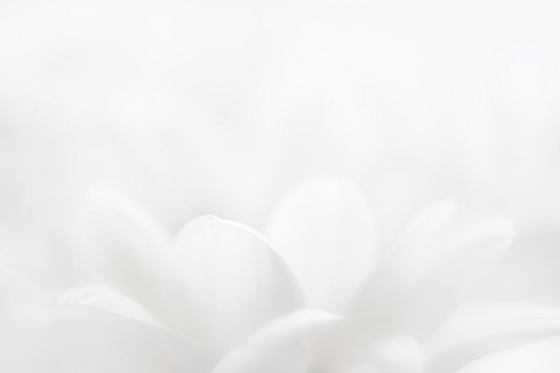 weiße Blütenblätter von Drie Bloemen Gallery