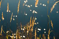 Landscape still life