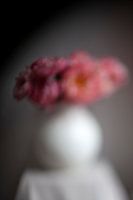 Still life of blurry peonies