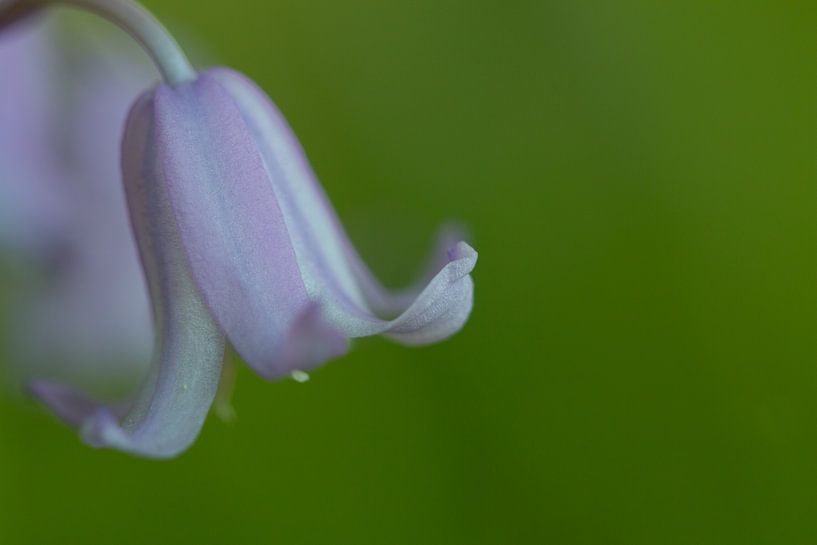 Wild Hyacinth par Esther Ehren