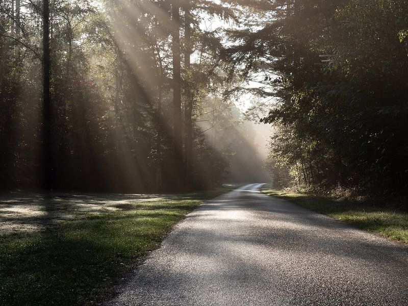 Sun harps through the trees on a deserted road by Robin Jongerden