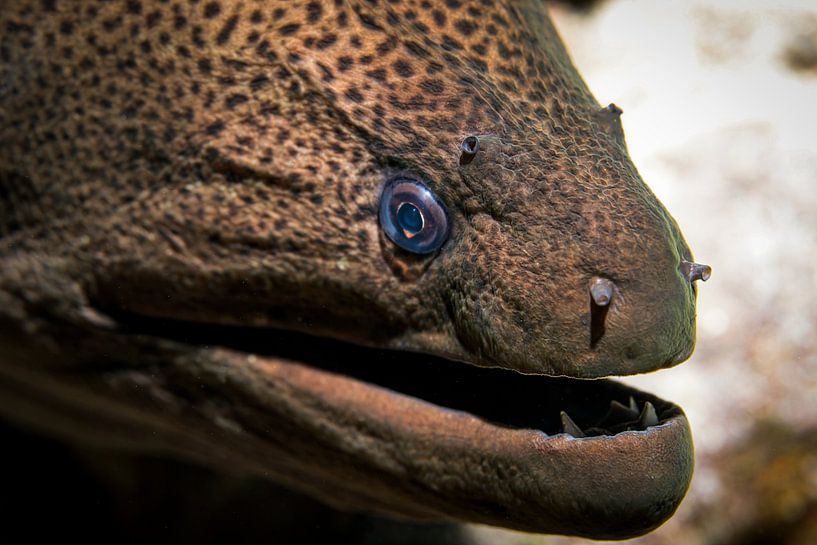 La murène, de la mer Rouge, d'Égypte par Travel Tips and Stories