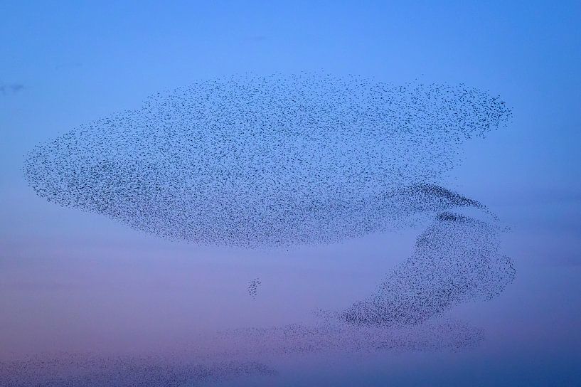 Murmure d'étourneaux au coucher du soleil par Sjoerd van der Wal Photographie