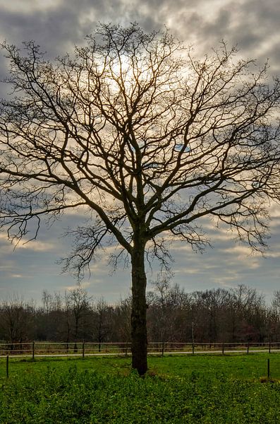Brabanter Baum von Frans Blok - Fotos, Kunst und weitere Wanddekoration