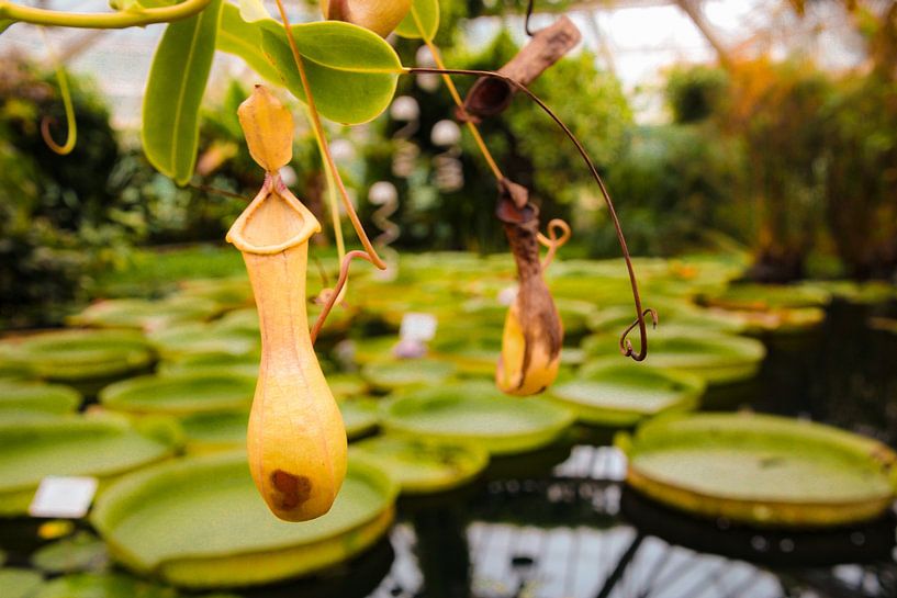 De magnifiques nénuphars par HotspotsBenelux