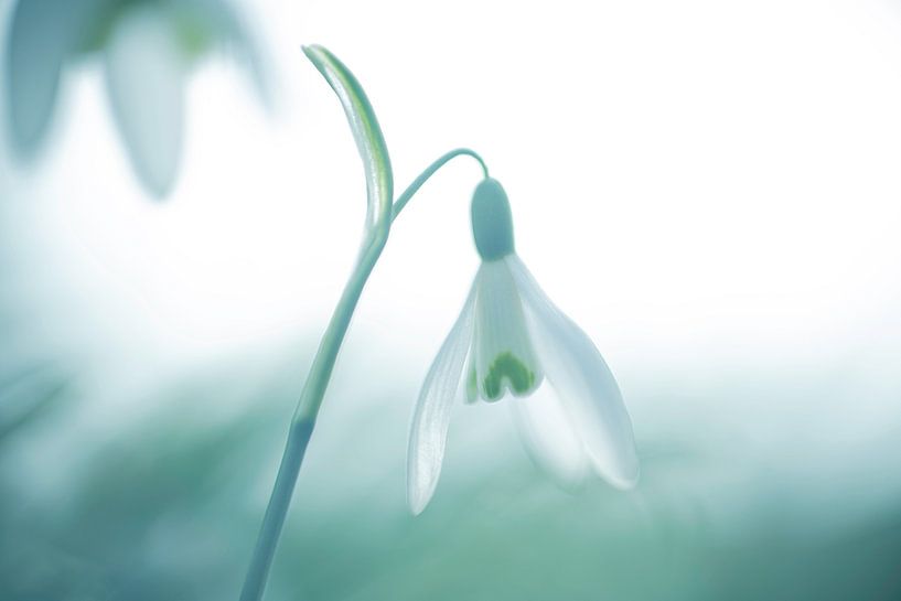 Schneeglöckchen im Frühling von Nanda Bussers