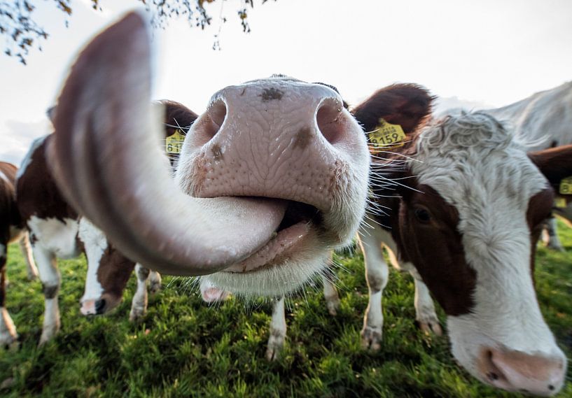 Was für eine Zunge von Rob Herstel