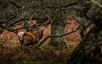 Red deer in Scotland