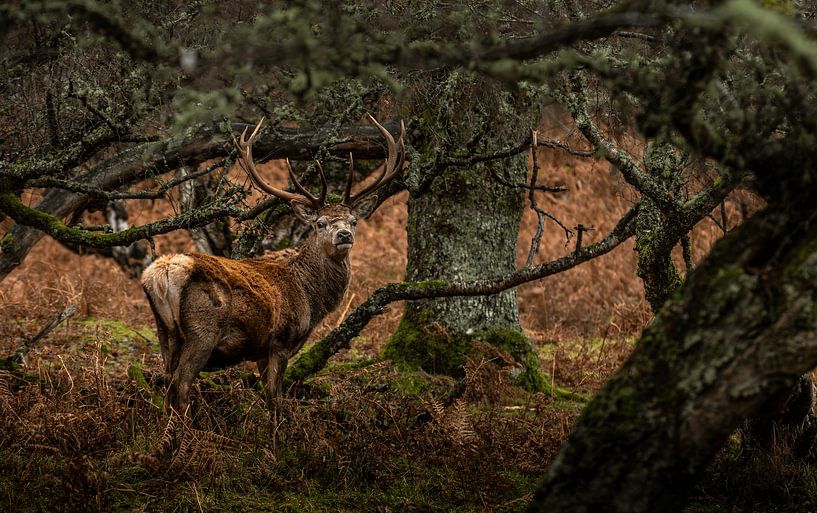 Cerf élaphe en Écosse par Wim Westmaas
