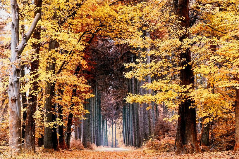 Auf der Bühne der Natur von Lars van de Goor