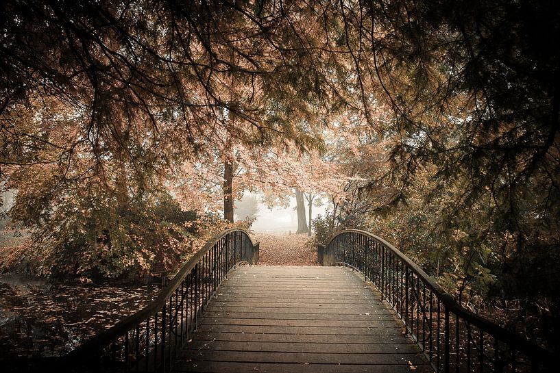 Autumn by Remi van der Auwera