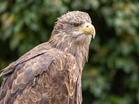 Portrait sea eagle
