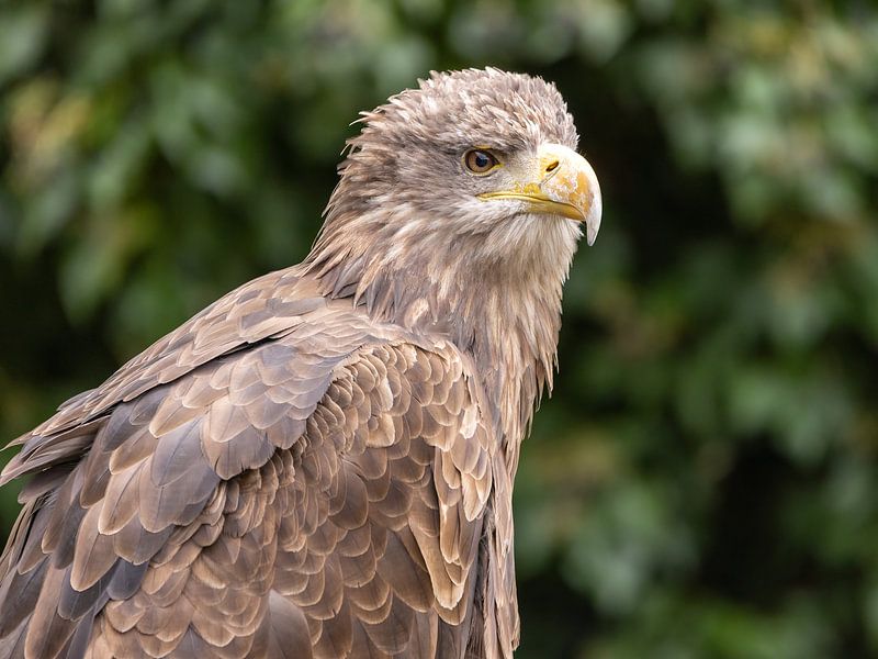 Seeadler im Portrait von Teresa Bauer