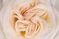 Creamy rose