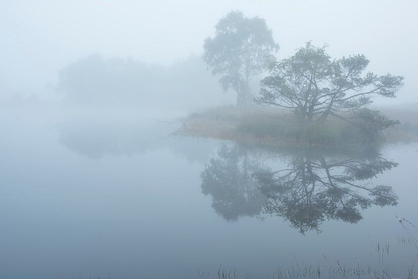 Tree reflection  by Marco Rolleman