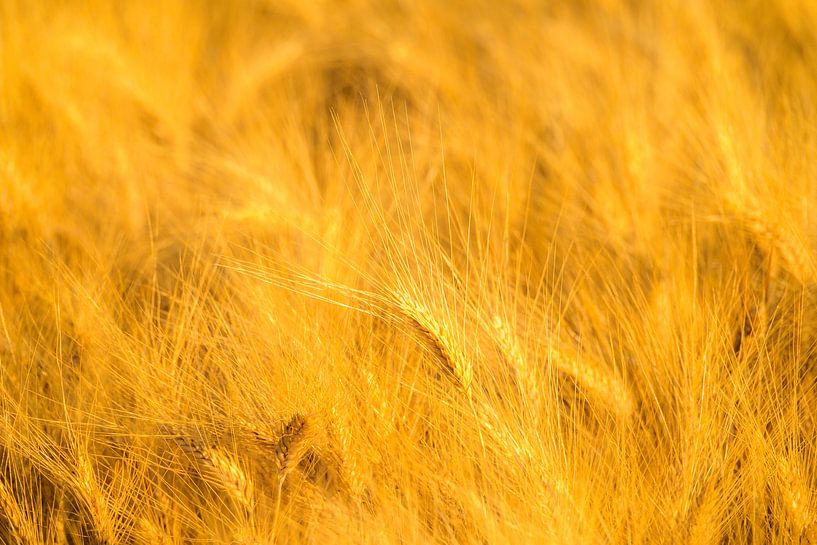 Wheat field with ripe ears during summer sunset by Sjoerd van der Wal Photography