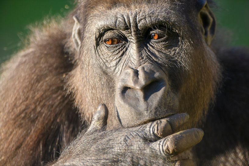 Gorilla close up portrait by Sjoerd van der Wal Photography