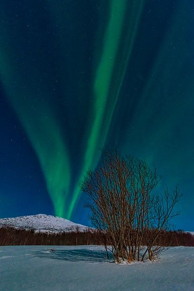 Aurore polaire dans le ciel nocturne du nord de la Norvège par Sjoerd van der Wal Photographie