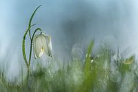 Dégel de la fleur de vanneau