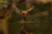 Robin in motion
