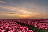 Tulpenfelder auf Goeree-Overflakkee