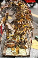 Vögel im Käfig in Phnom Penh, Kambodscha