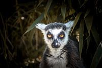  “Where there is love there is life.” 