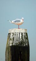 Meerpaalmeeuw