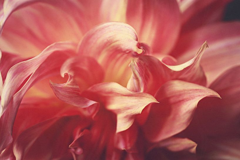 Dahlie in Nahaufnahme von Els Fonteine