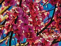 Verzauberte Blütenpracht