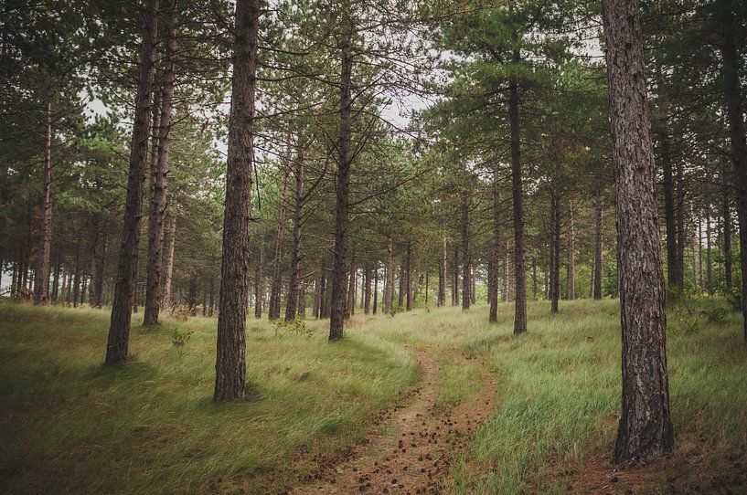 Forest Westenschouwen by Nancy van Verseveld