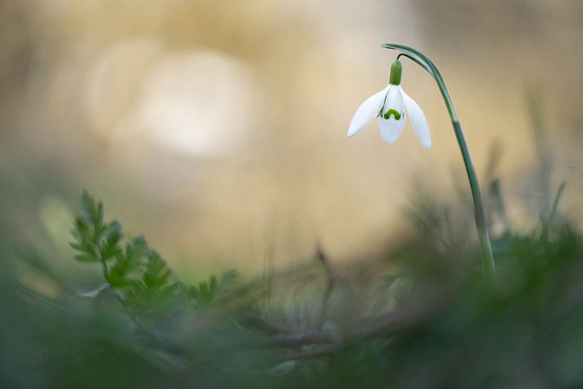 Schneeglöckchen von Patricia van Kuik