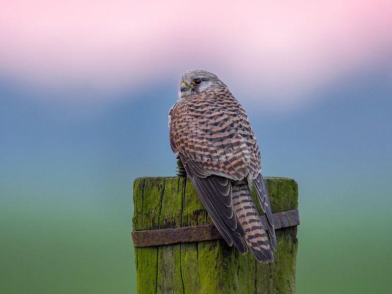 Turmfalle vor Sonnenaufgang von Erik Veldkamp