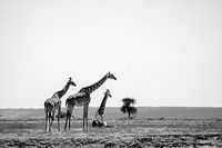 Girafes dans la savane