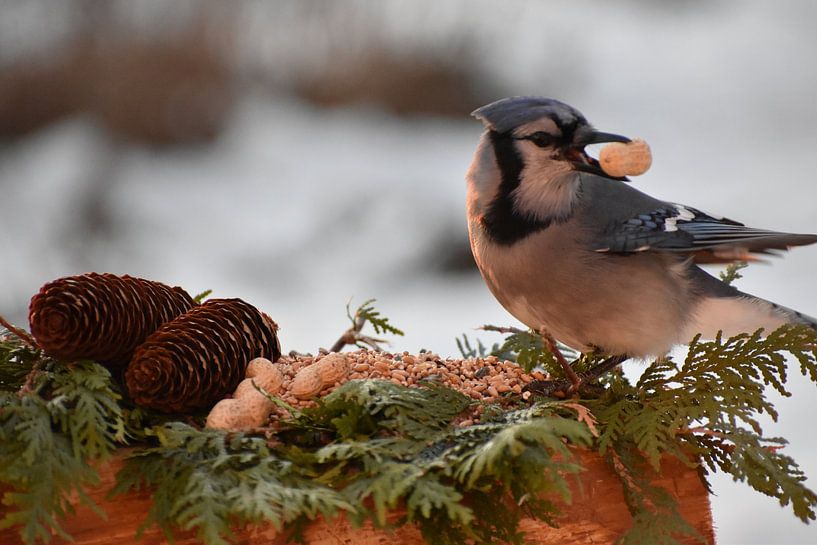 Une geai bleu à la mangeoire du jardin par Claude Laprise