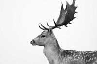 Vue latérale d'un cerf en noir et blanc
