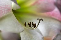 Staubgefäße einer blühenden Amaryllis