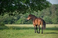 Exmoor pony under a tree