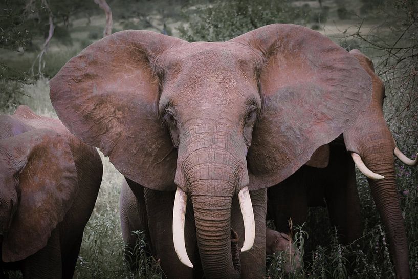 Elefant von BL Photography