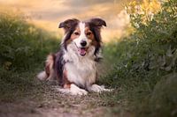 Border collie (chien)