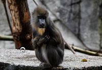 Mandril monkey wildlife