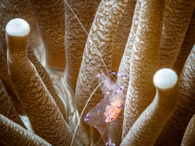 enceinte Ancylomenes sarasvati par Enak Cortebeeck