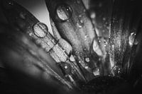 the flower in the dark