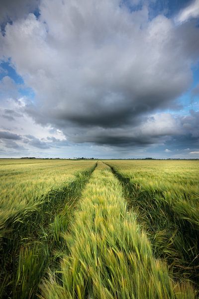 Champs de céréales de Groningue - Des nuages sombres flottent au-dessus des champs de céréales dans  par Bas Meelker