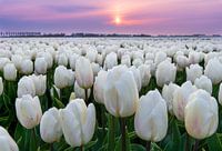 Paysage hollandais au coucher du soleil