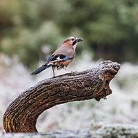 Jay, der früher Flame war.