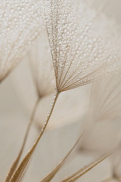 Paix et simplicité : des gouttes dans la lumière par Marjolijn van den Berg