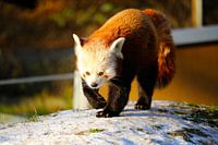 Little Panda travelling in the snow